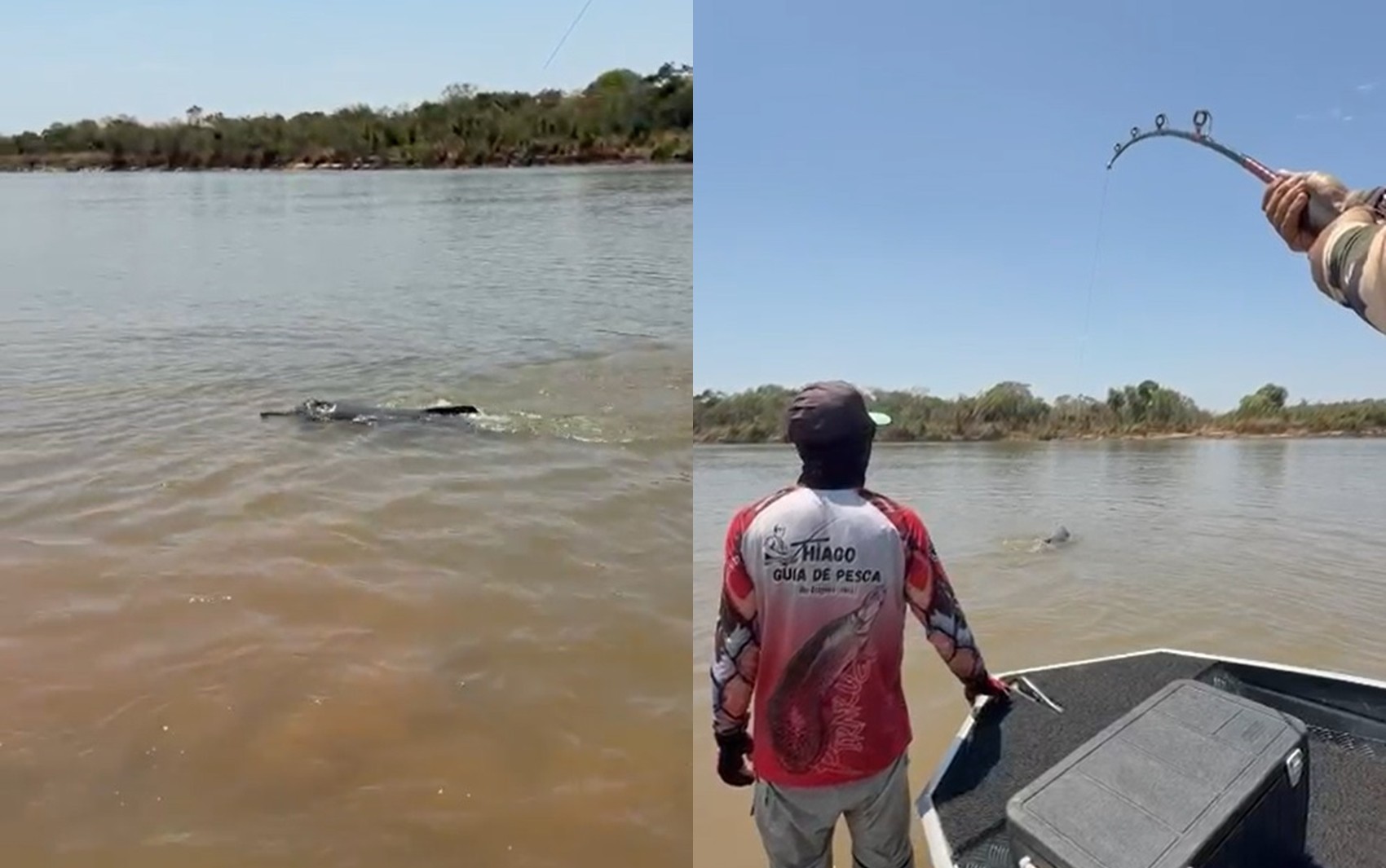Boto é pescado por acidente no Rio Araguaia; vídeo