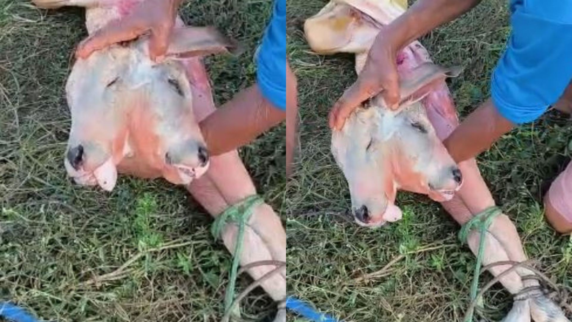 Diprosopia: entenda condição rara em bezerro que repercutiu no MA