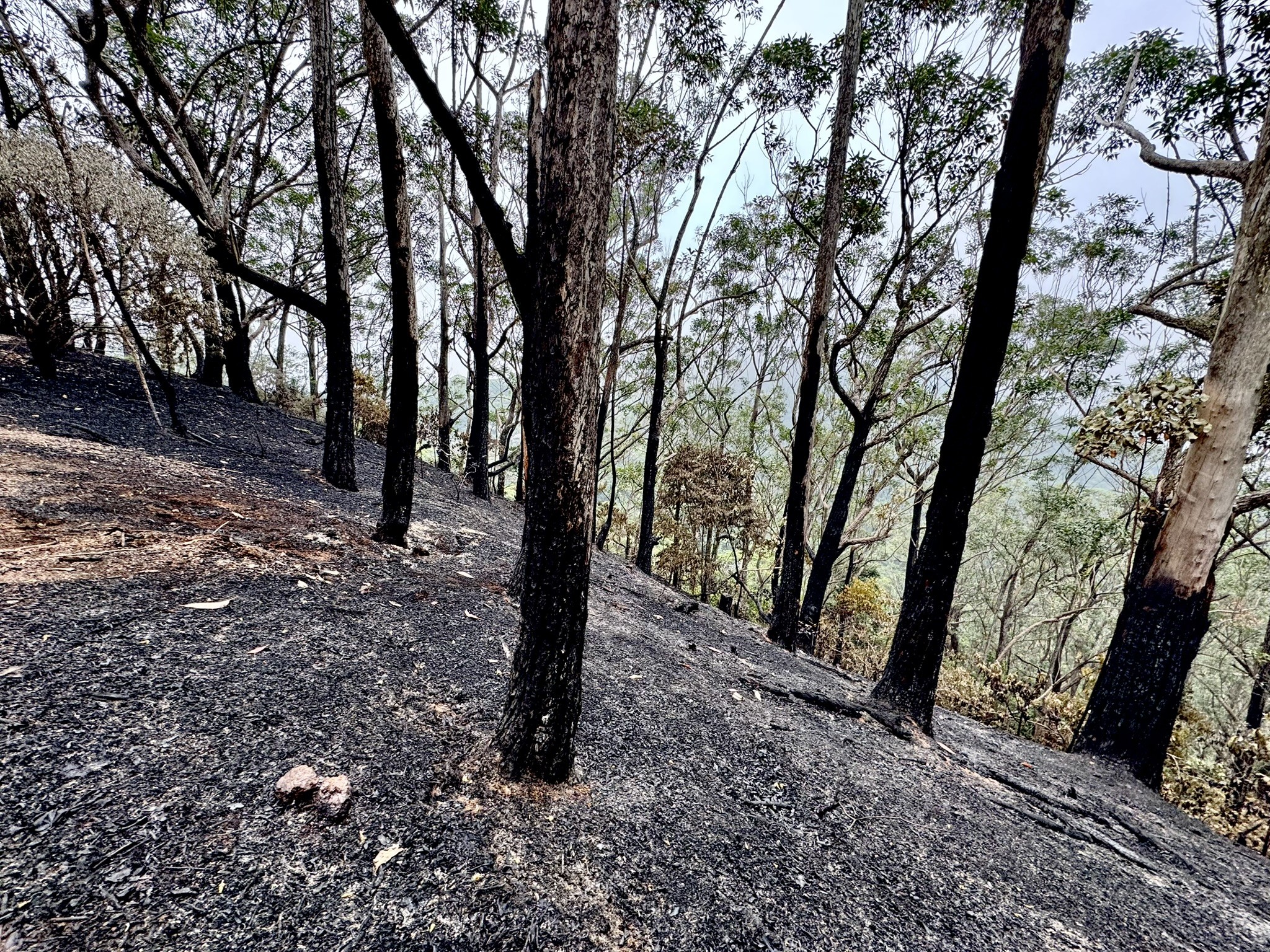 Replantio de área devastada por incêndio causado por balão na Floresta da Tijuca deve levar 2 anos