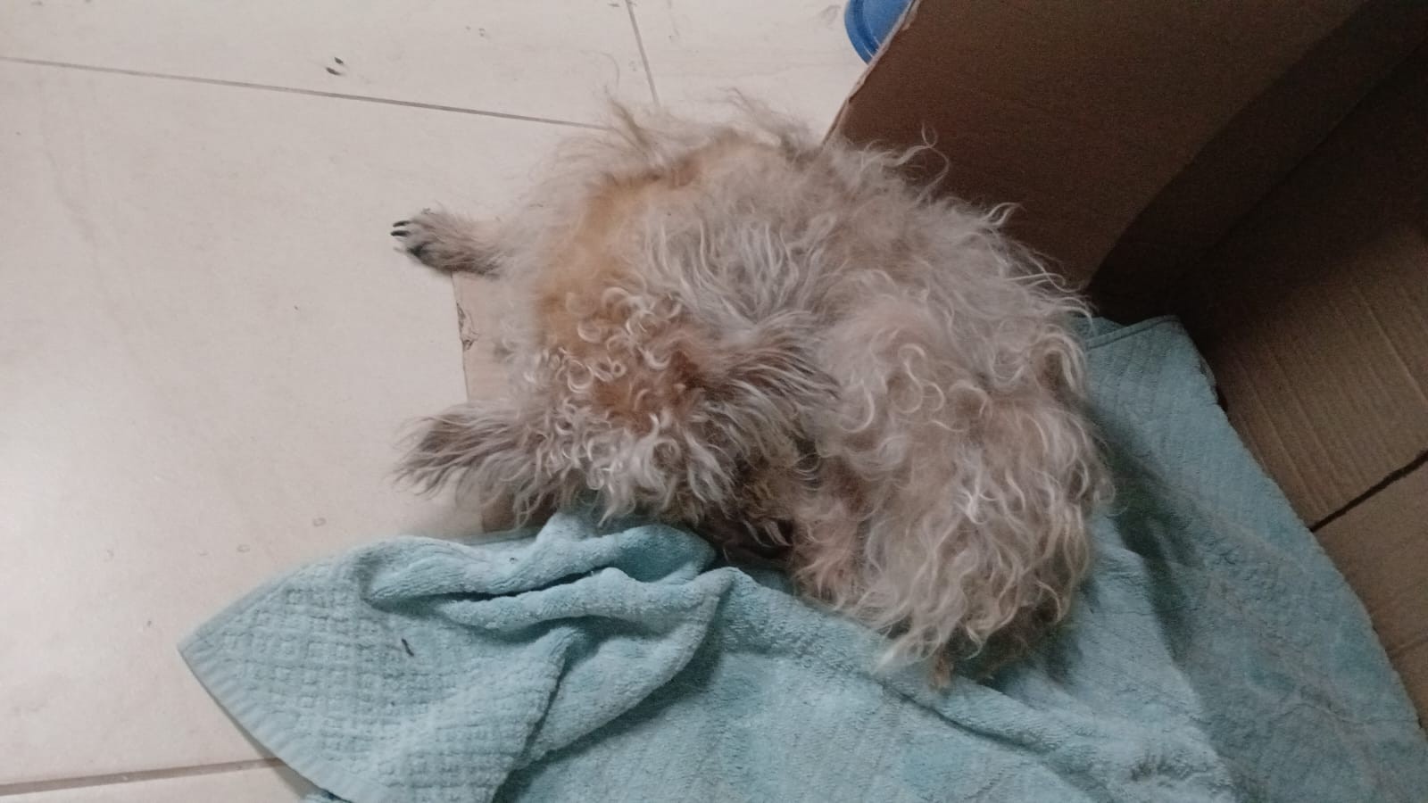 Cadela salva de bueiro é encontrada na rua dias após resgate no interior de SP