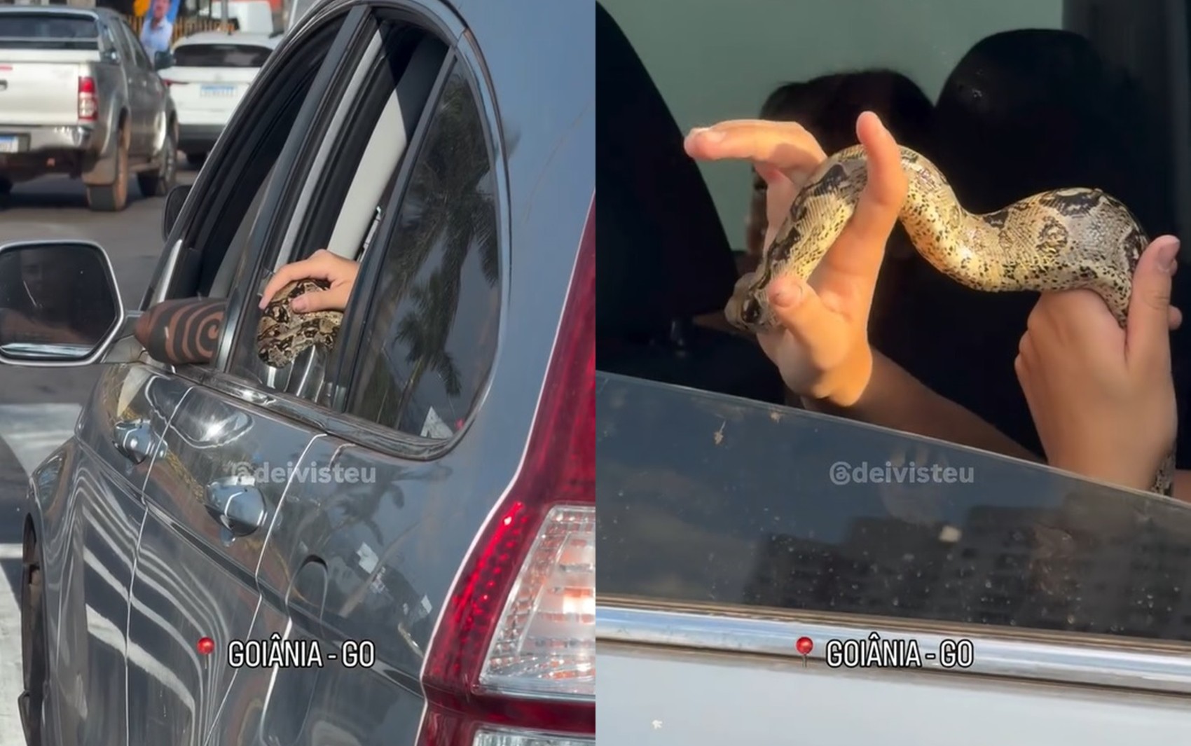 Mulher que viu cobra saindo de carro no meio do trânsito de Goiânia ficou impressionada: ‘Ai que agonia’