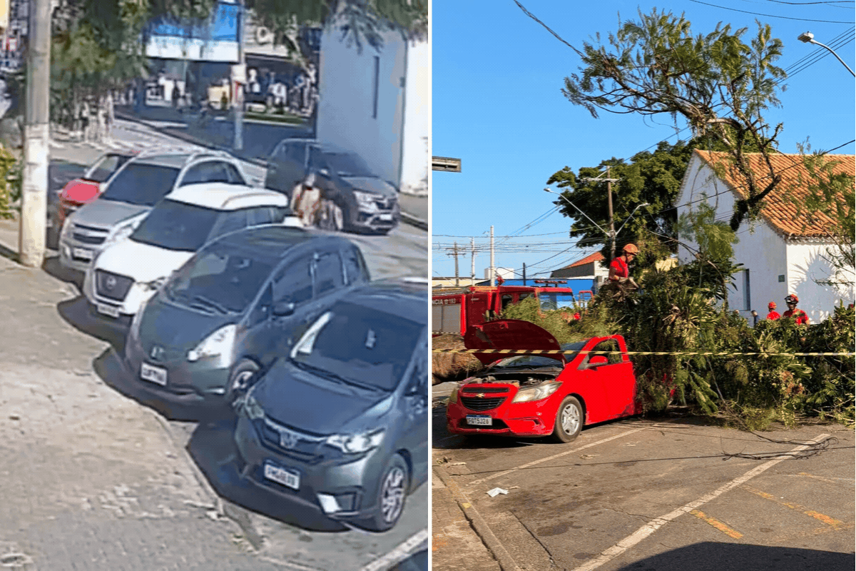 Mulher saiu do carro minutos antes de árvore esmagar veículo: 'Provavelmente teria morrido'
