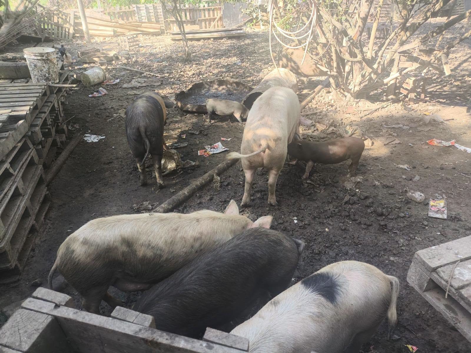 Polícia Ambiental flagra criação irregular de porcos em Barra do Piraí