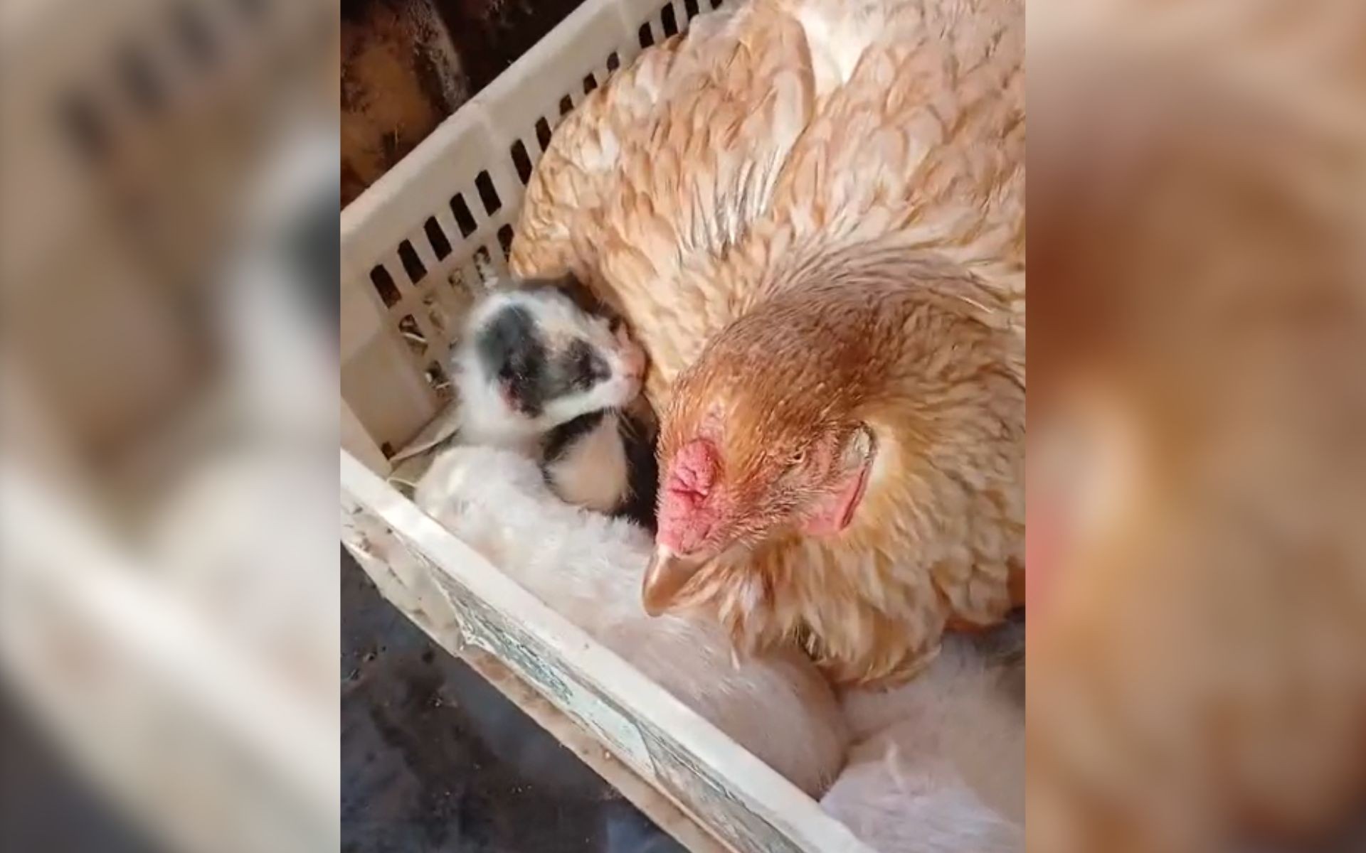 Veterinário se surpreende com 'adoção' de filhotes de gato por galinha em sítio em SP: 'Primeira vez'