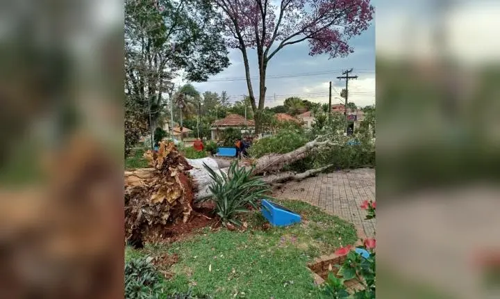 Árvore de grande porte cai sobre mulher durante fortes rajadas de vento no interior de SP