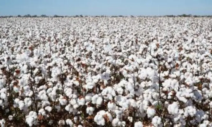 Bahia celebra Dia Mundial do Algodão com produção de 1,8 milhão de toneladas e alta de 21,9% no valor gerado