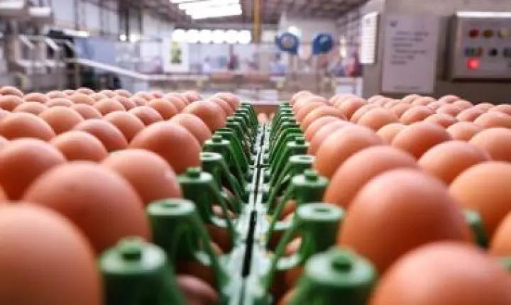Bahia registra produção recorde de ovos pelo sexto ano consecutivo e movimenta R$ 879,9 milhões