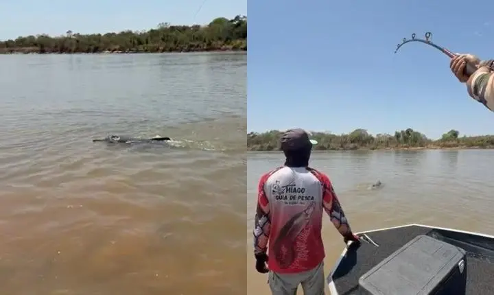 Boto é pescado por acidente no Rio Araguaia; vídeo