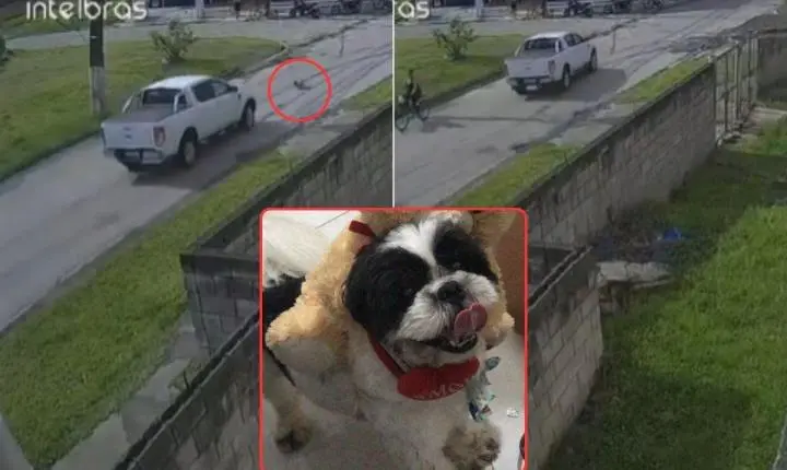 Cachorro foge de casa, é atropelado e morre no litoral de SP; motorista fugiu