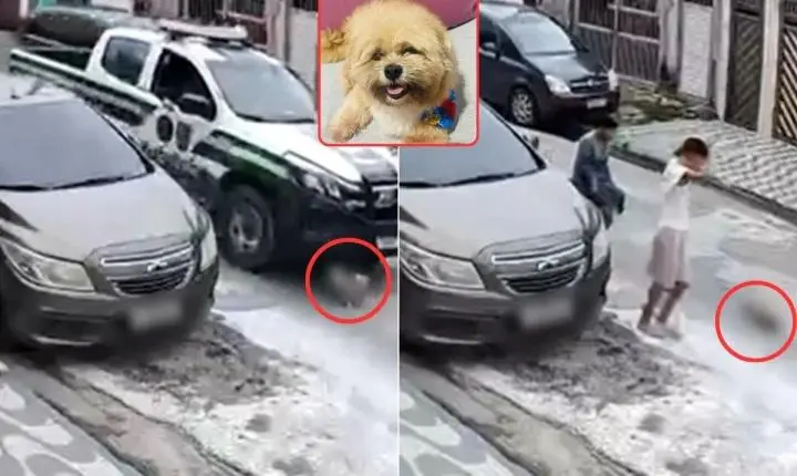 Cachorro morre após ser atropelado por viatura da GCM Ambiental; VÍDEO