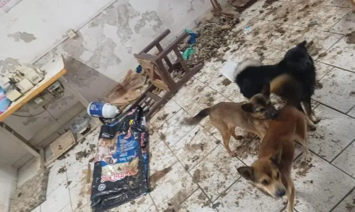 Cadeirante é encontrada abandonada em casa com urina, fezes e 30 animais vivos e mortos em SC 