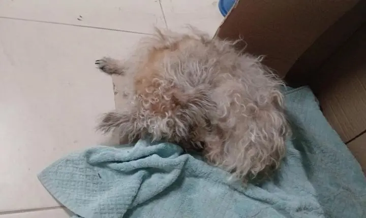 Cadela salva de bueiro é encontrada na rua dias após resgate no interior de SP