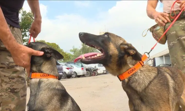 Cães farejadores da Core ganham missão pioneira de localizar corpos em cemitérios clandestinos