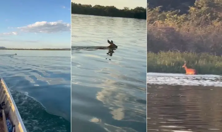 Cervo chama atenção de pescadores ao atravessar Rio Tocantins a nado; VÍDEO
