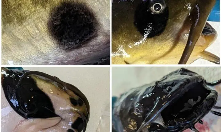 Cientistas descrevem o primeiro câncer contagioso entre peixes: as células do tumor passam de um animal para outro