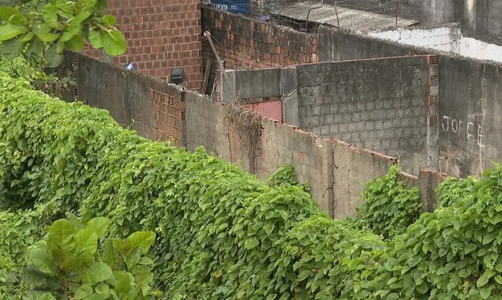 Cobras capturadas em 'infestação' no Recife são jiboias e não são venenosas, diz biólogo