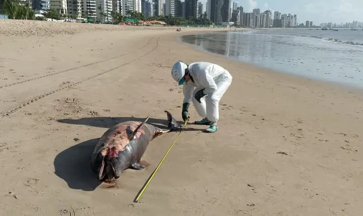 Corpo de golfinho é achado na Praia de Candeias um dia após morte de quatro tartarugas no Grande Recife