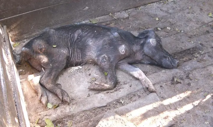'Deixados para morrer': 142 porcos são encontrados sem comida e água há dias no interior de SP