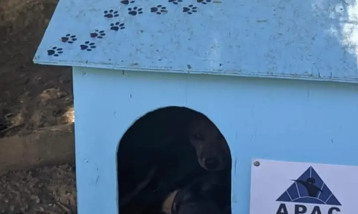 Detentos constroem casinhas para animais abandonados durante projeto de ressocialização em MG