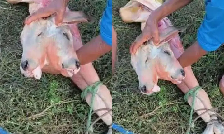 Diprosopia: entenda condição rara em bezerro que repercutiu no MA