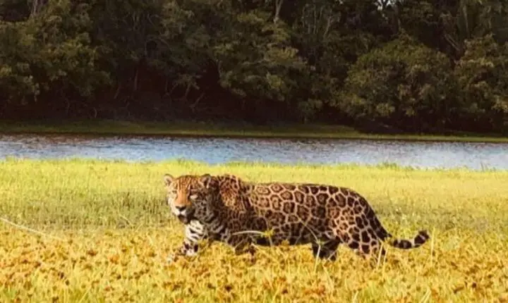 Estrela do Cerrado: Onça-pintada que atuou na novela Pantanal está esperando um filhote, diz instituto