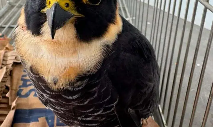 Falcão-cauré é resgatado com ferimento em Valença