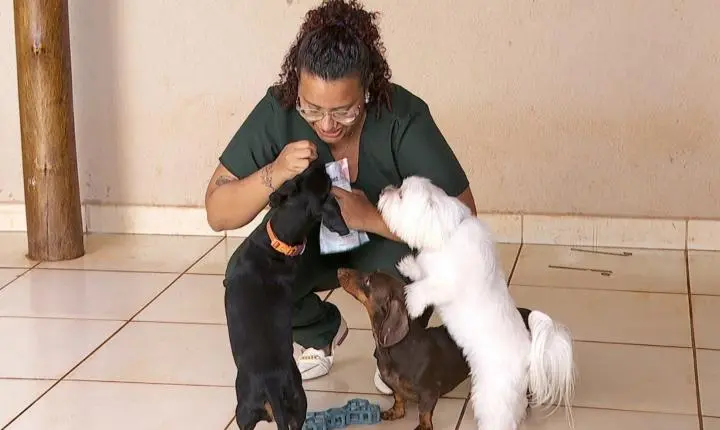 Férias impulsionam serviços de pet sitter e buscas por hospedagem para animais em Ribeirão Preto, SP