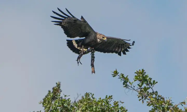 FOTOS: Águia-cinzenta carrega cascavel nas garras para alimentar filhote em MG
