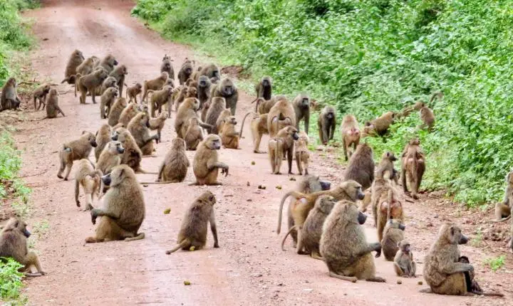 
Geometria pode ser instintiva: estudo encontra padrão comum entre macacos e humanos