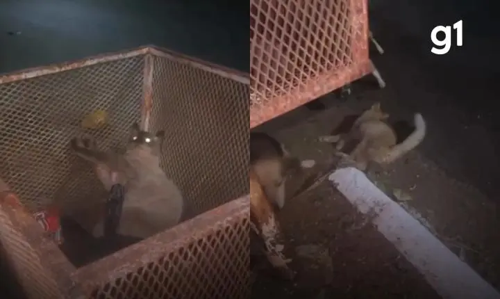 Homem é preso suspeito de matar pássaros e atirar em gatos com arma de airsoft em MT