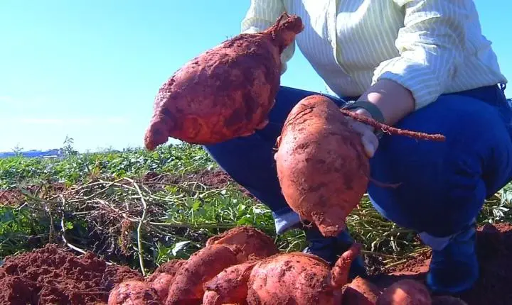 IAC desenvolve batata-doce que produz 4 vezes mais e tem 'superdose' de vitamina A