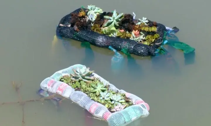 'Ilhas flutuantes': estruturas com plantas e materiais reutilizados ajudam a purificar a água e podem ser usadas no campo