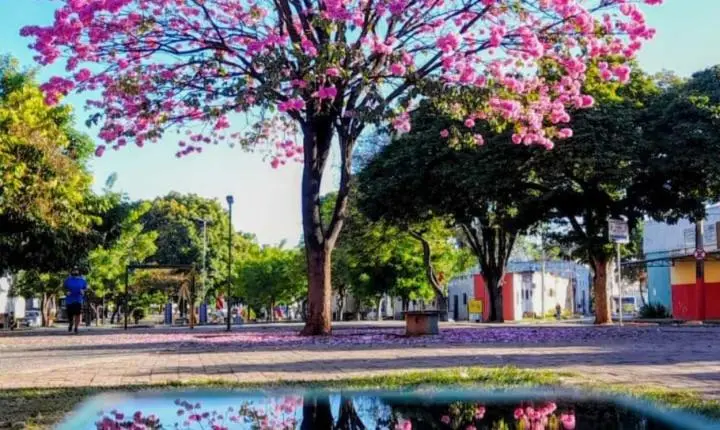 Ipês embelezam e colorem ruas de Montes Claros