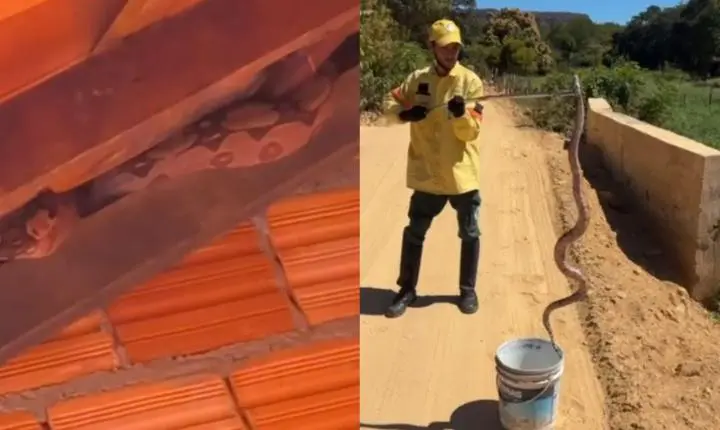 Jiboia de quase 2 metros é encontrada em teto de casa e resgatada no interior do PI