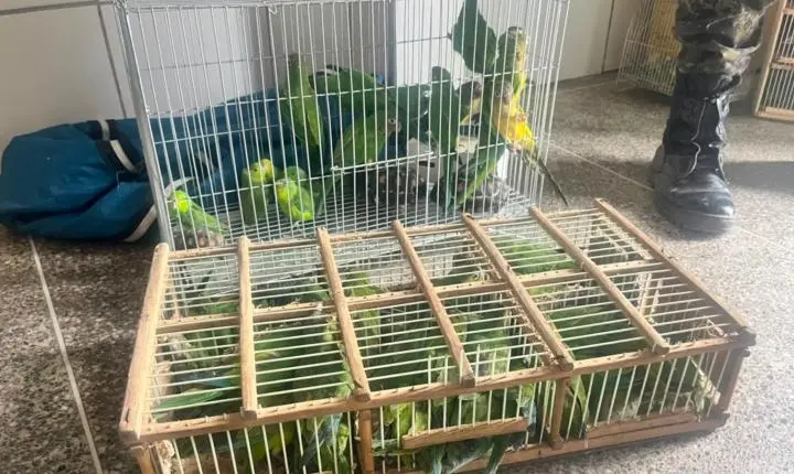Mais de 200 animais silvestres são apreendidos em operação na Feira da Parangaba, em Fortaleza