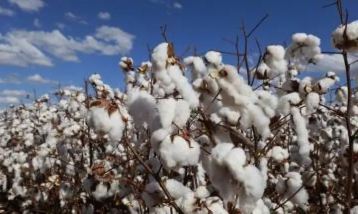 Manejo responsável impulsiona desenvolvimento econômico no agronegócio baiano