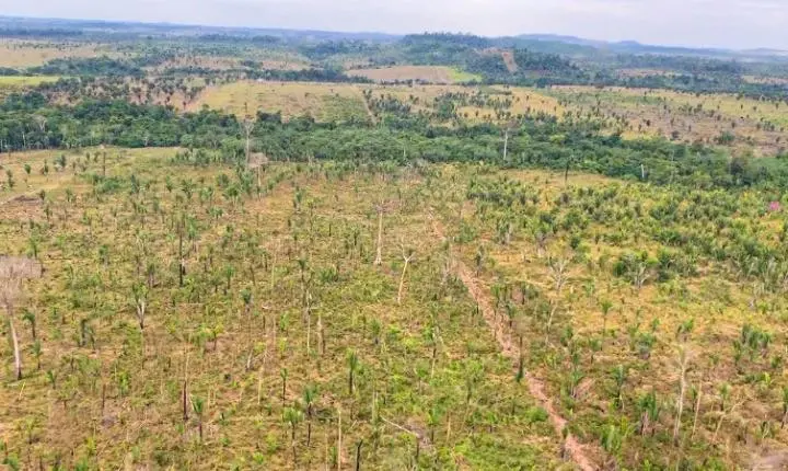MP-RO pede R$ 90 milhões por desmatamento na Amazônia