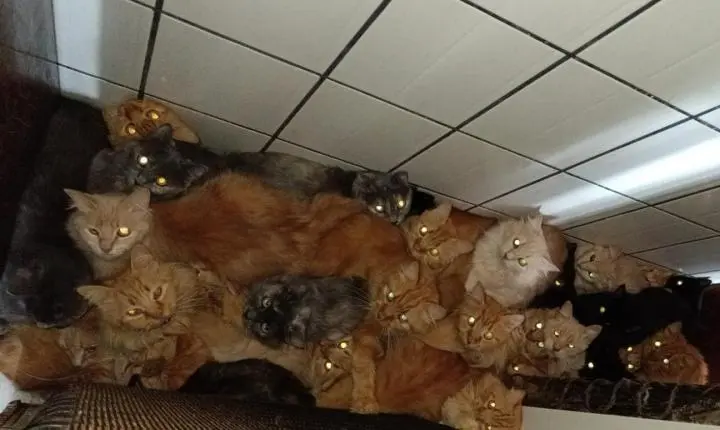 Mulher que mantinha 400 gatos em apartamento em SC é indiciada por maus-tratos