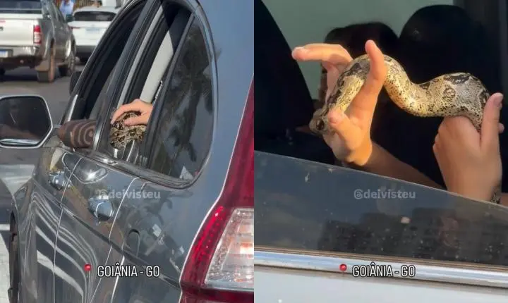 Mulher que viu cobra saindo de carro no meio do trânsito de Goiânia ficou impressionada: ‘Ai que agonia’