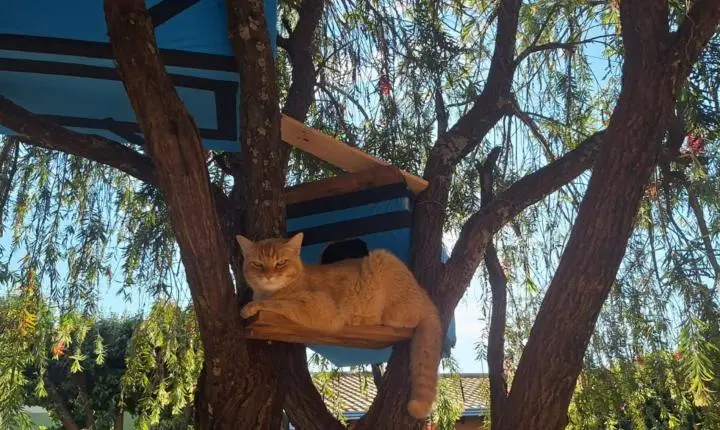 'Não é ser humano', diz cuidadora sobre motorista que atropelou e matou gato comunitário em Ribeirão Preto, SP