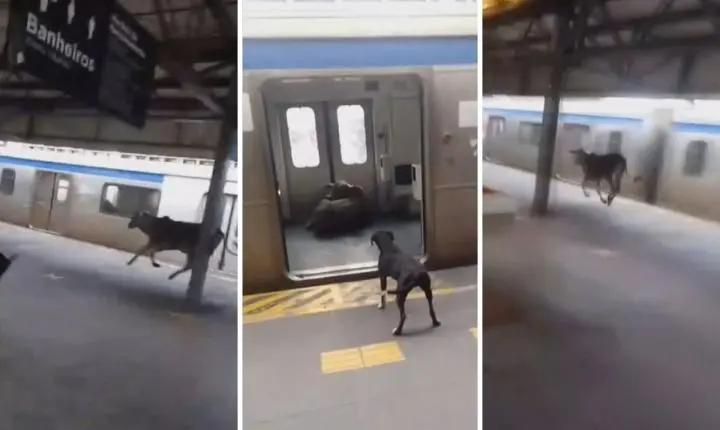 ‘Pega o boi! Ele entrou no trem!’: bezerro invade estação de Japeri e assusta passageiros