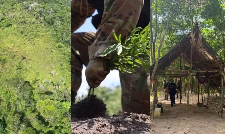 PF destrói mais de 60 mil pés de maconha em Terra Indígena no Pará