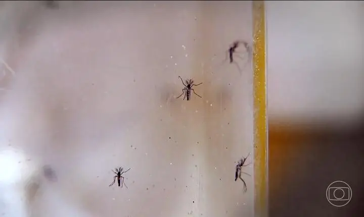 Piauí registra 11 mortes por dengue em 2026; estado tem mais de 14 mil casos prováveis
