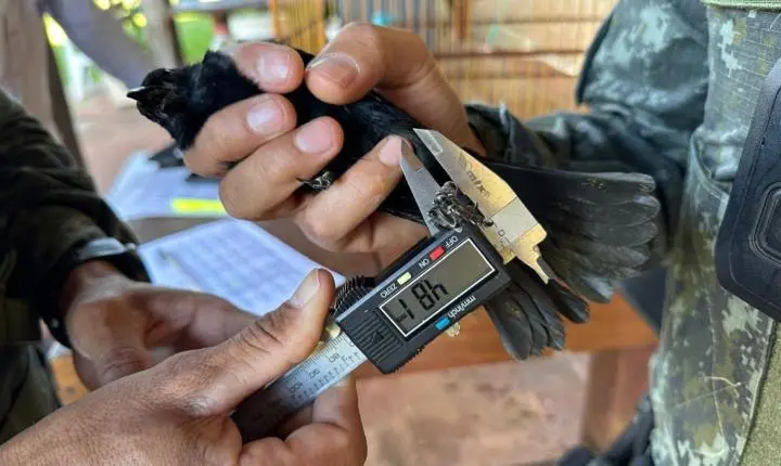 Polícia Ambiental encontra ave escondida em armário e apreende pássaros mantidos ilegalmente no interior de SP