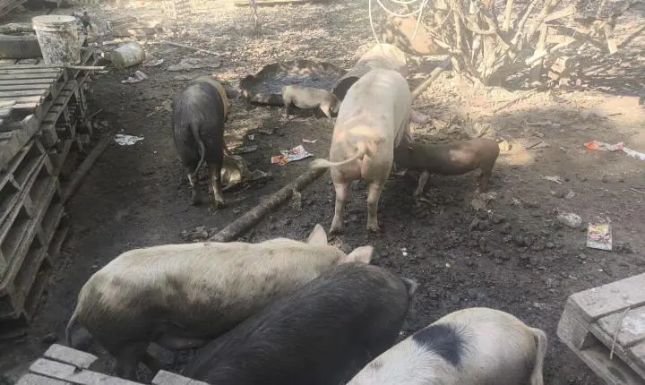Polícia Ambiental flagra criação irregular de porcos em Barra do Piraí