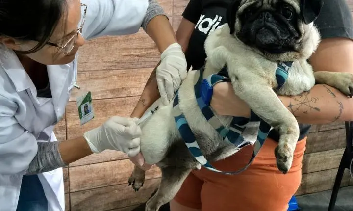 Prefeitura de Serrinha amplia vacinação antirrábica canina para zona rural