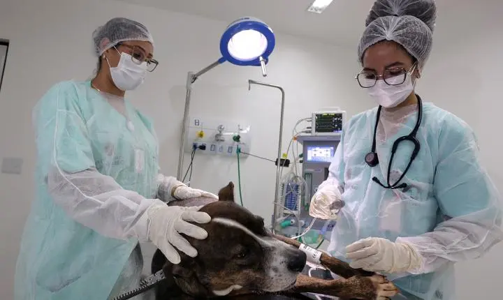 Prefeitura de SP inaugura quinto hospital veterinário público da cidade; veja quem pode usar os serviços