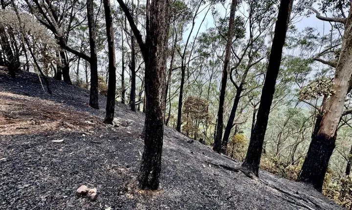 Replantio de área devastada por incêndio causado por balão na Floresta da Tijuca deve levar 2 anos