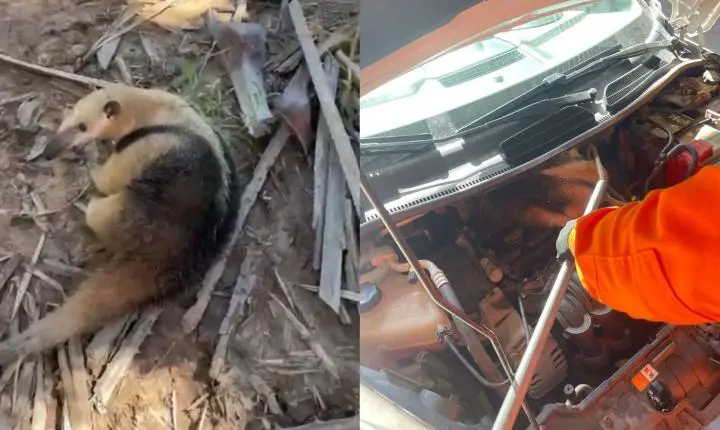 Tamanduá-mirim é encontrado dentro de motor de carro levado para revisão no PI
