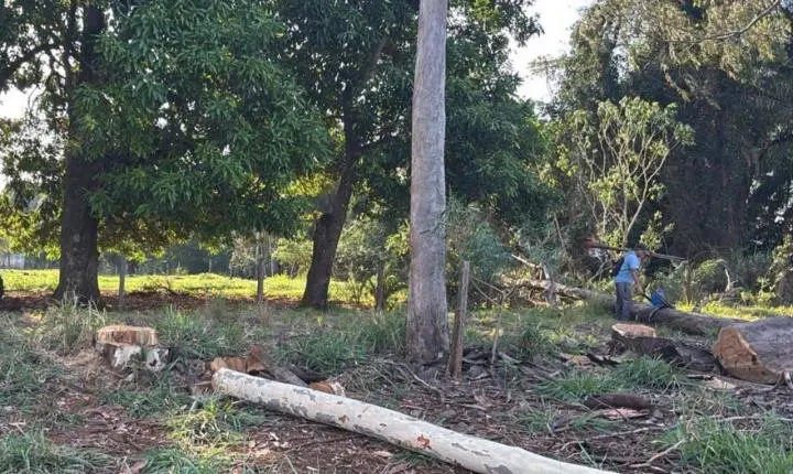 Trabalhador morre eletrocutado enquanto podava árvore em Campo Grande